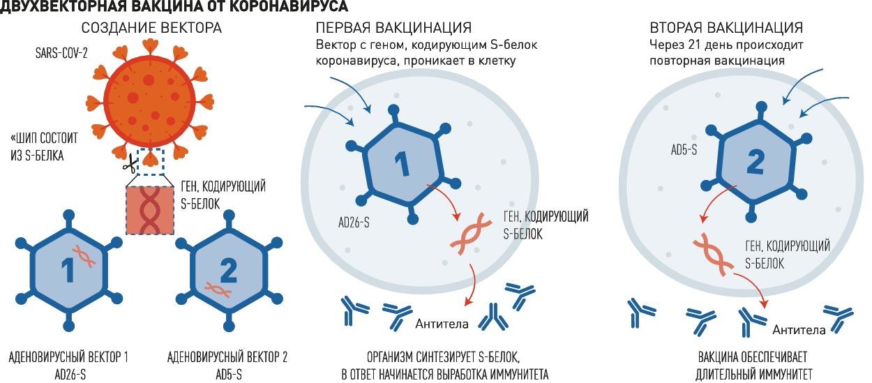 Мрнк вакцины. Механизм действия РНК вакцин. Вакцины на основе матричной РНК. РНК вакцины от коронавируса. МРНК вакцина механизм.